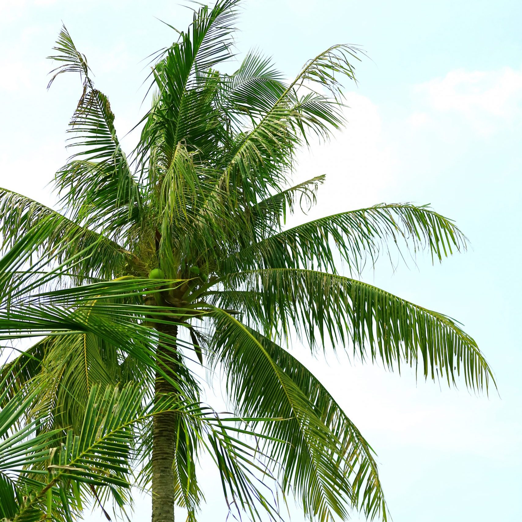 Tall Coconut Palm Tree against Blue Sky